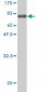 BMP7 Antibody (monoclonal) (M03)
